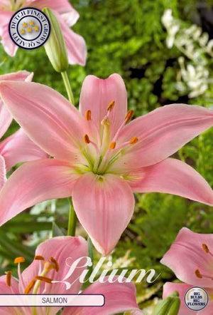 Salmon Lily Flower Bulbs – Pack of 2, Size 16/18
