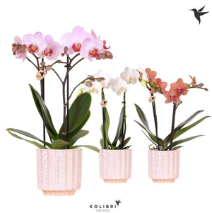 Mixed Phalaenopsis Orchid – 2 Stem, 9cm Ceramic Pot