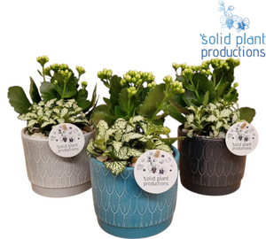 Ariël Navy Plant Arrangement – 12cm Ceramic Pot