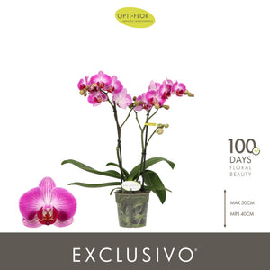 Mixed Phalaenopsis Orchid – 2 Stem, 12cm Pot