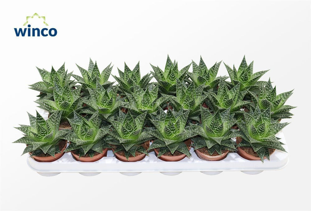 Aloe ‘Norra’ – 8.5cm Pot