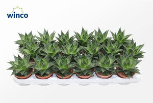 Aloe ‘Norra’ – 8.5cm Pot