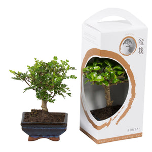 Indoor Bonsai Tree – 12cm Ceramic Pot, 33cm High