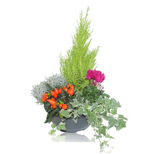 Ornamental Patio Plant Arrangement – 23cm Pot