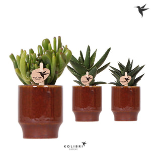 Mixed Succulent Collection – White Ceramic Bubble Pot, 6cm