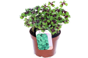 Iron Cross Oxalis (Oxalis deppei) – 13cm Pot