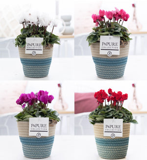 White Cyclamen persicum – 13cm Ceramic Pot