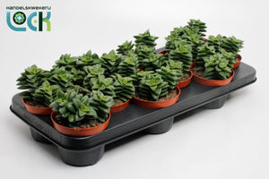 Crassula Spring Time Succulent – 10.5cm Pot