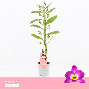 Purple Dendrobium Nobile Orchid – 12cm Pot