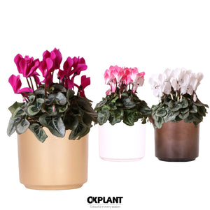 Mixed Cyclamen persicum in White Ceramic Pot – 12cm
