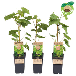 Schuyler Grape Vine (Vitis vinifera) – 15cm Pot