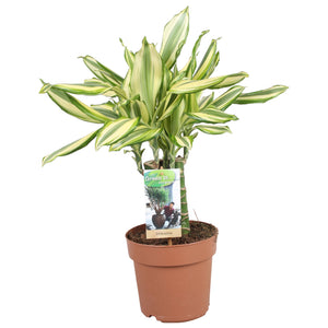Dracaena fragrans 'Diamond Dream' – 17cm Pot