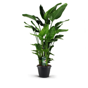 White Bird of Paradise (Strelitzia nicolai) – 35cm Pot, 190cm High