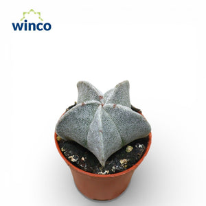 Astrophytum myriostigma Cactus – 5.5cm Pot
