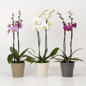 White Phalaenopsis Orchid – 4 Stem, 12cm Ceramic Pot