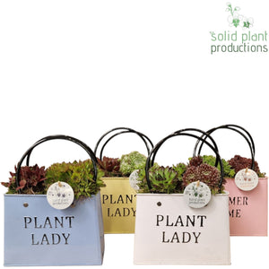 Sempervivum Summer Bag Arrangement – 18cm Zinc Pot