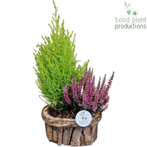 Small Brown Bark Arrangement – 22cm Pot