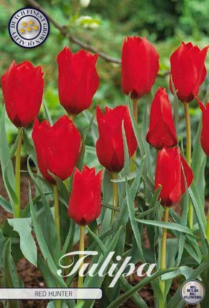 Red Hunter Species Tulip Bulbs – Pack of 10