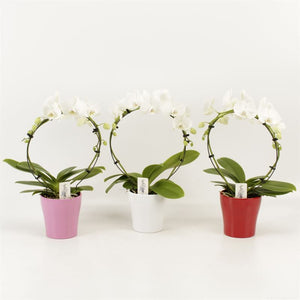 White Phalaenopsis Orchid – 2 Stem, 12cm Ceramic Pot