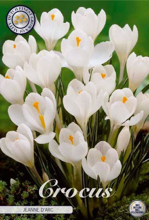 Golden Yellow Crocus Vernus Flower Bulbs – 8/9