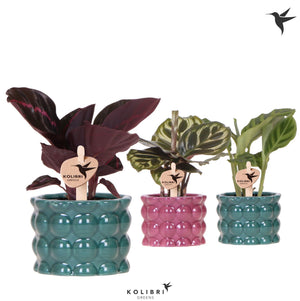 Mixed Calathea Houseplant – 6cm Marrakech Ceramic Pot