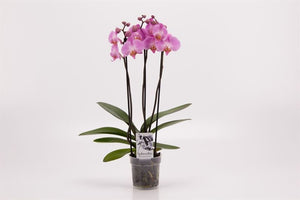 Pink Phalaenopsis Orchid – 3 Stem, 12cm Pot