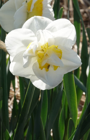Narcissus ‘Salou’ Daffodil Bulbs – Pack of 5