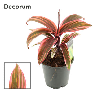 Cordyline 'Strawberry Queen' – 12cm Pot