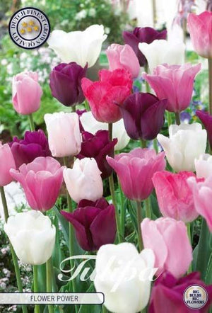 Tulipa ‘Garden Flower Power’ Tulip Bulbs – Size 12/+