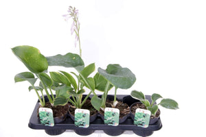 Mixed Hosta Plants – 13cm Pot, Approx. 50cm High