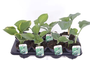 Mixed Hosta Plants – 13cm Pot