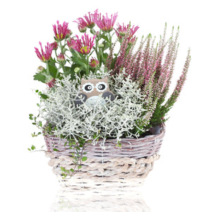 Oval Wicker Plant Arrangement – 20cm Pot