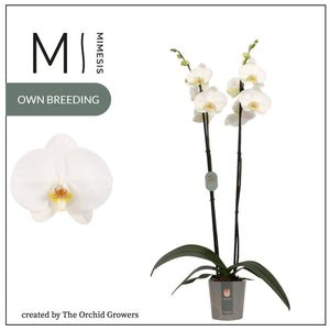 White Phalaenopsis Orchid – 2 Stem, 12cm Pot