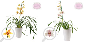 Mixed Cymbidium Orchid – 17cm Ceramic Pot