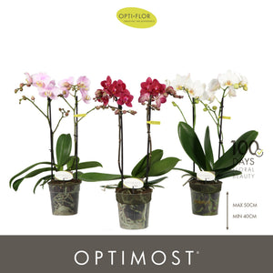 Mixed Phalaenopsis Orchid – 2 Stem, 12cm Pot