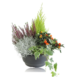 Decorative Patio Plant Arrangement – 23cm Dish