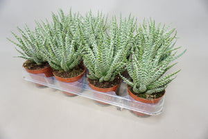Aloe humilis ‘Shark’ – 8.5cm Pot