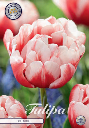 Double Early ‘Columbus’ Tulip Bulbs – 7 Bulbs