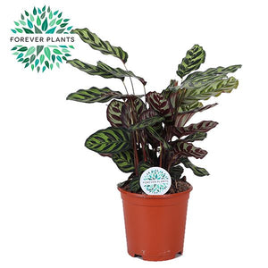 Peacock Plant (Calathea makoyana) – 21cm Pot, Approx. 70cm