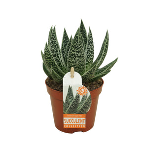 Gasteria D’clash Succulent – 8.5cm Pot