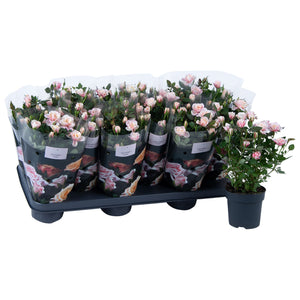 Pink Rose ‘Piia’ (Rosa) – 10.5cm Pot