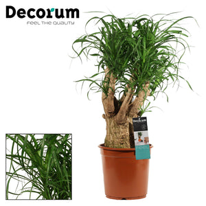 Ponytail Palm (Beaucarnea recurvata) – 24cm Pot