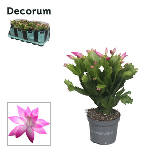 Purple Christmas Cactus (Schlumbergera) – 9cm Pot