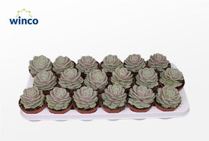 Echeveria 'Lola' Succulent – 8.5cm Pot