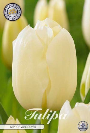 Tulipa ‘City of Vancouver’ Single Late Tulip Bulbs – Pack of 10