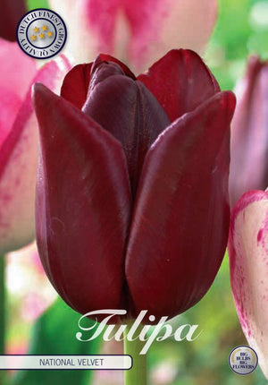 Tulip ‘National Velvet’ Triumph Bulbs – Pack of 7