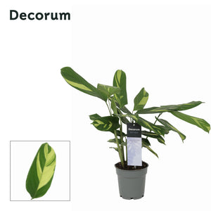 Calathea Pilosa – 12cm Pot, Approx. 30cm High