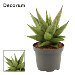 Sans Snow Lotus Crown Sansevieria – 9cm Pot