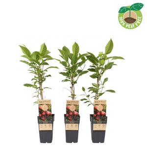 Ken's Red Hardy Kiwi Plant (Actinidia arguta) – 15cm Pot