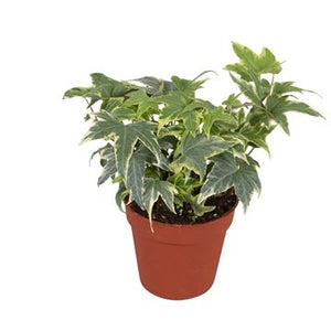 Yellow Ripple Ivy (Hedera helix) – 9cm Pot